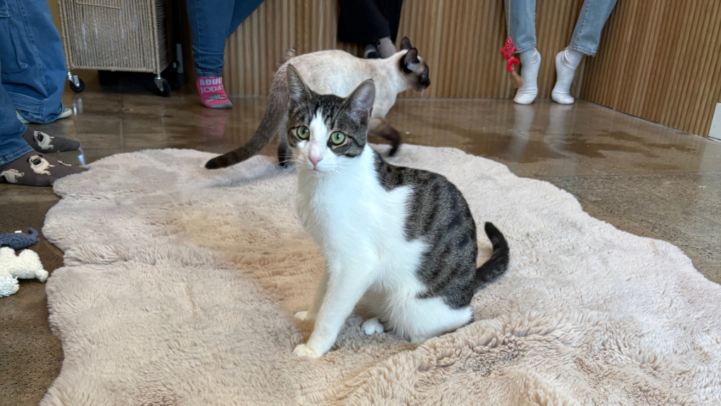 Nabi Cat Cafe