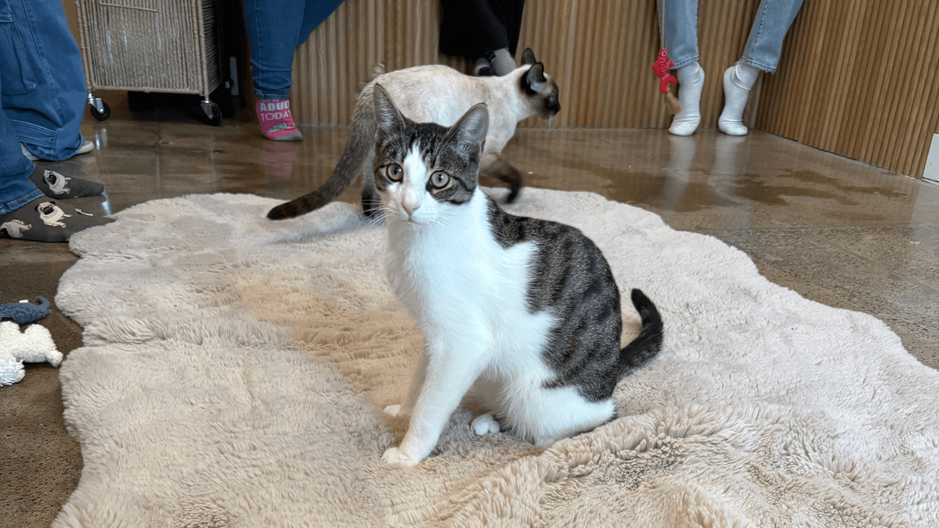 Nabi Cat Cafe