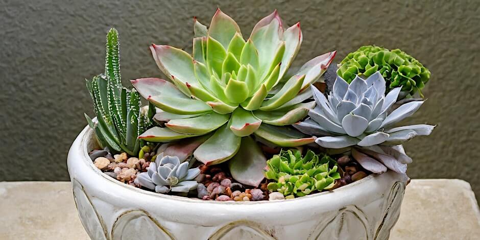 Events Succulent Arrangement Workshop
