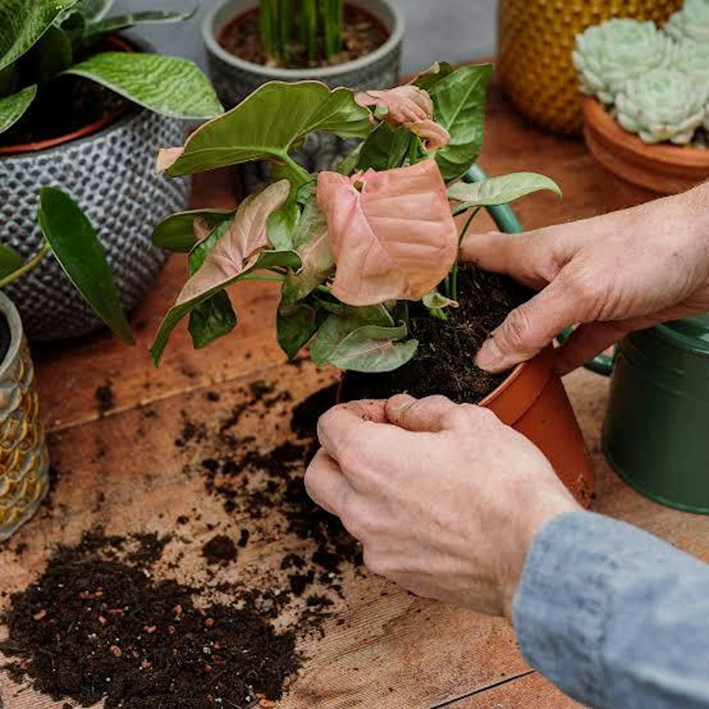 Pints & Plants: Roots Back On Tap