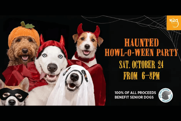 Several dogs wearing Halloween costumes for a charity event flyer in Santa Clara, California.