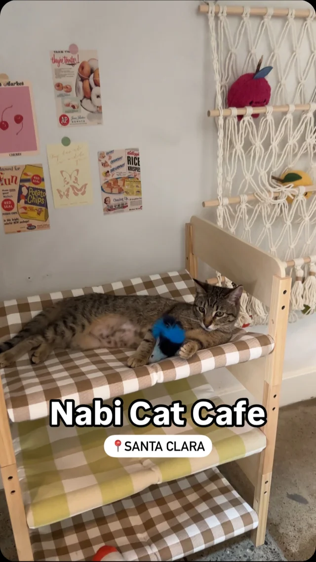 🐾 ☕️ Purr-fection has arrived in Santa Clara! ☕️🐾@nabicatcafe just opened in Santa Clara! Fall in love with the cutest cats while sipping on specialty drinks made with @ritualcoffee While the cat lounge is by reservation only, the korean-inspired cafe is open to the public anytime!Visit nabicatcafe.com for more details! 📍2255 The Alameda, Santa Clara, CaliforniaTag the cat lover in your life below! 😻⬇️#catcafe #thingstodointhebayarea #bayarea #bayareacoffeeshops #santaclara #cats#discoversantaclara #california